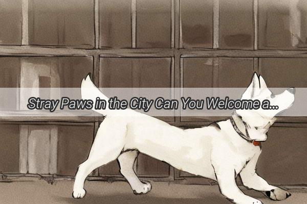 Stray Paws in the City Can You Welcome a Little Street Dog into Your Heart